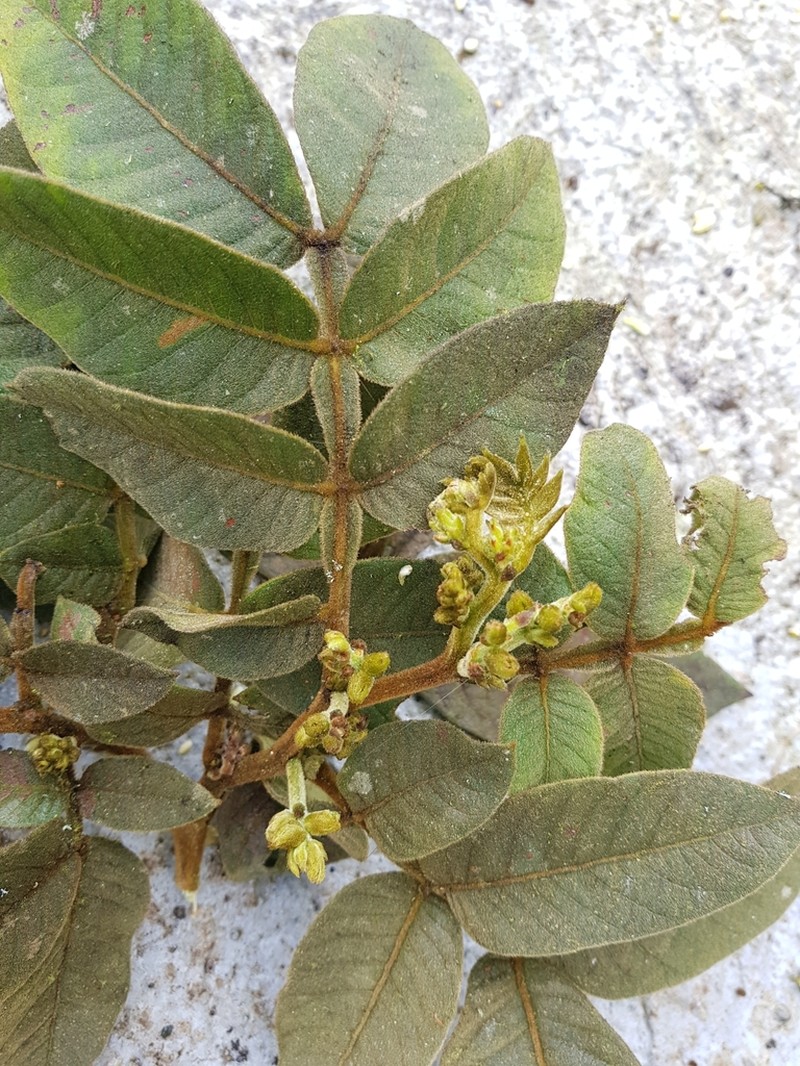 Inga fendleriana photo 2