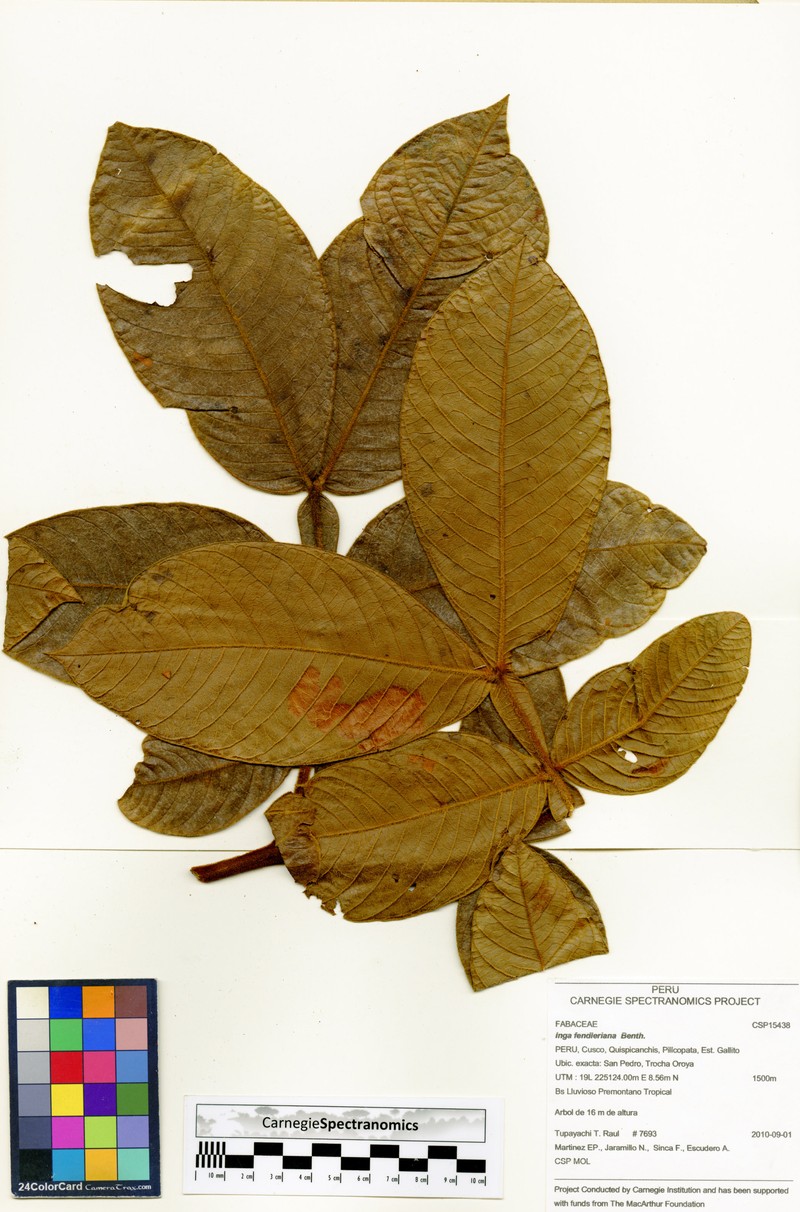 Inga fendleriana photo 3