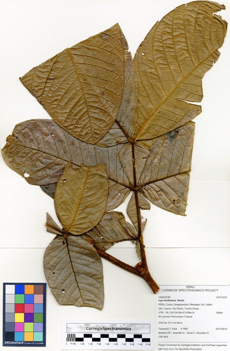 Inga fendleriana photo 4