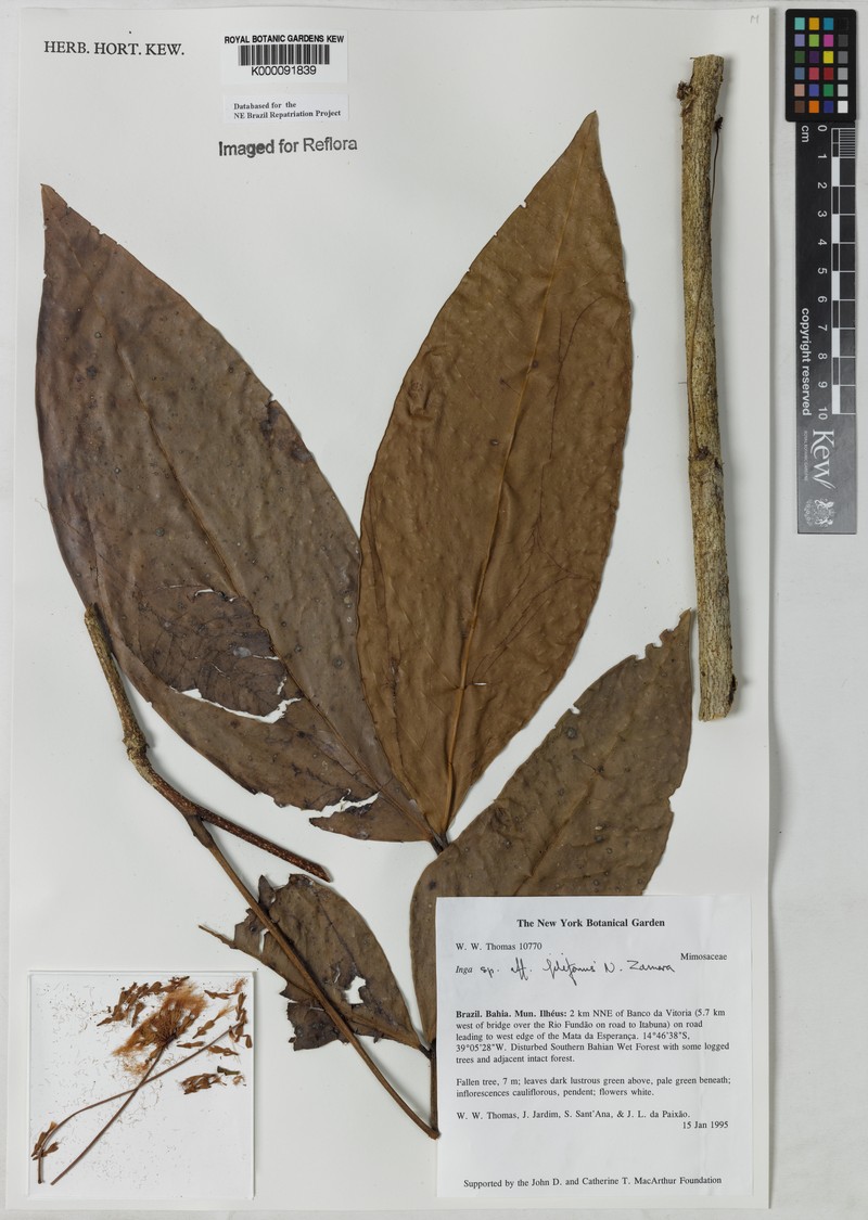 Inga filiformis photo 2