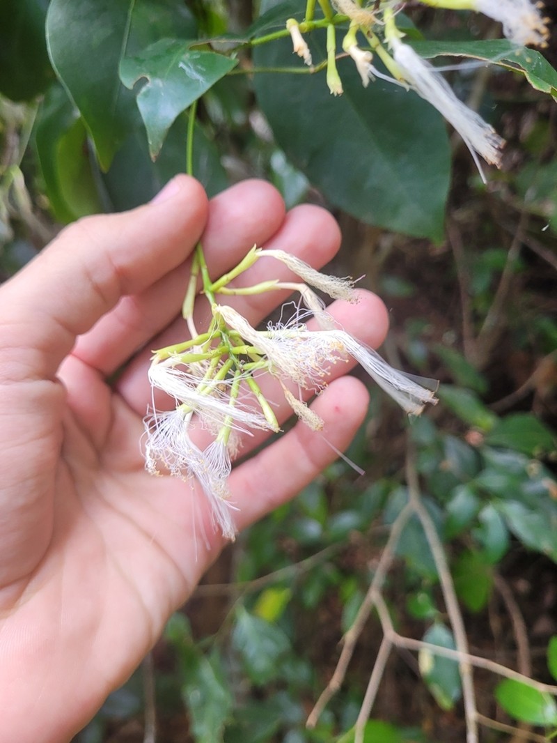 Inga flagelliformis photo 2