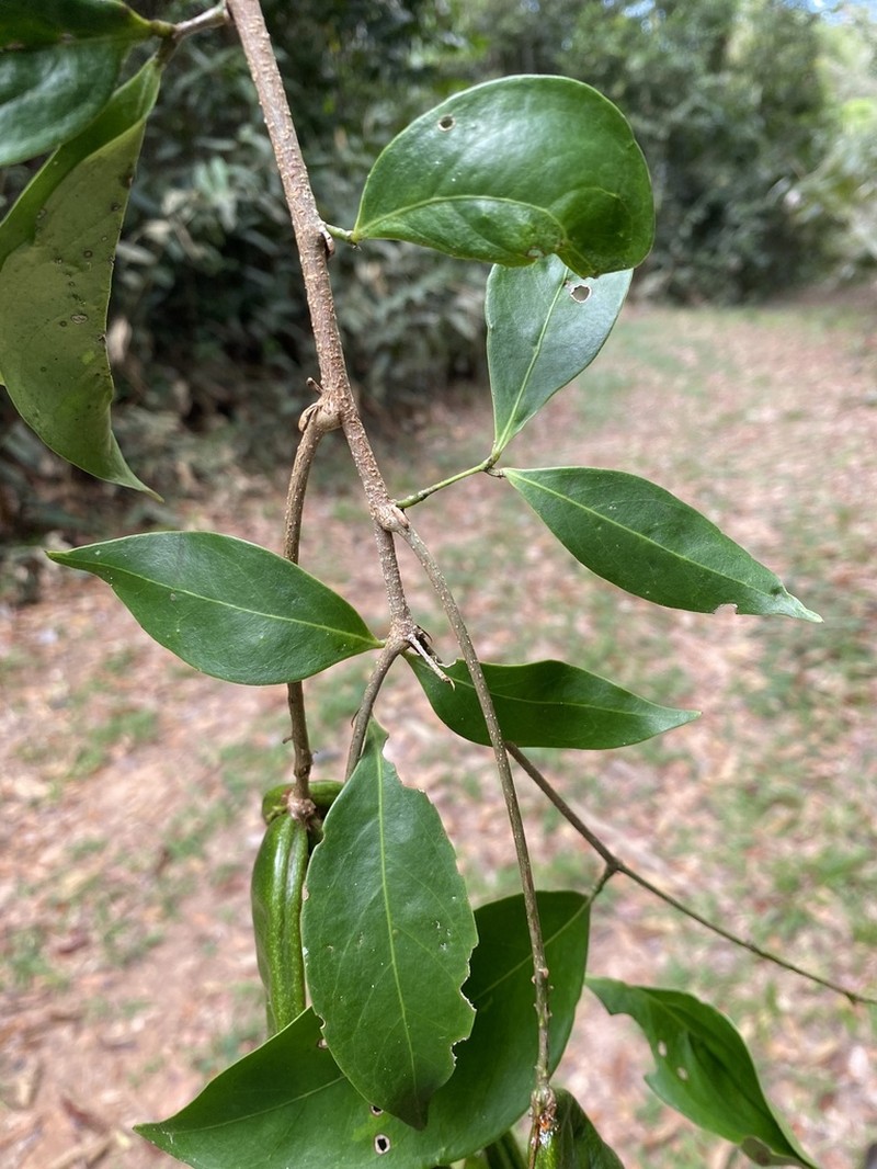 Inga flagelliformis photo 3