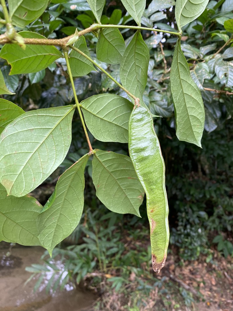 Inga flagelliformis photo 4