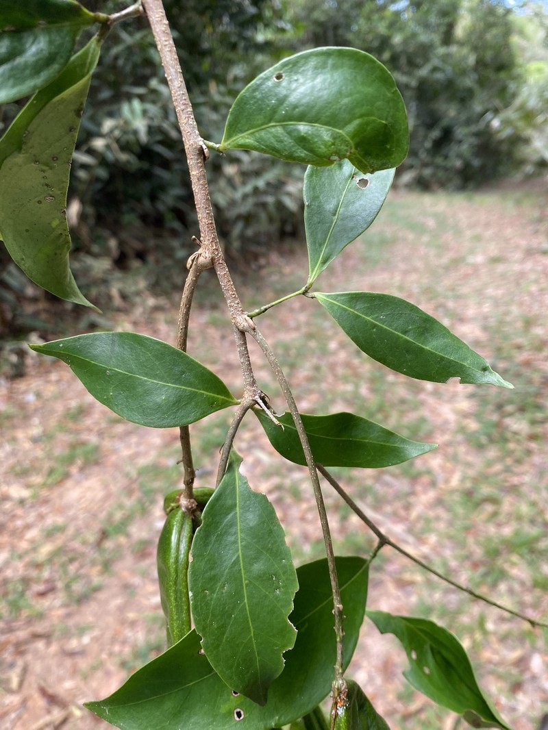 Inga flagelliformis photo 5