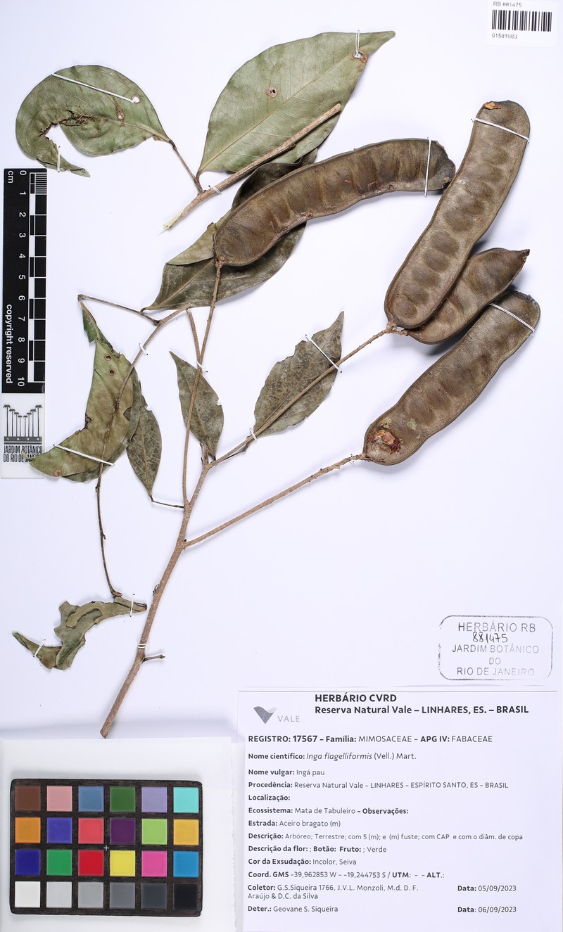 Inga flagelliformis photo 6