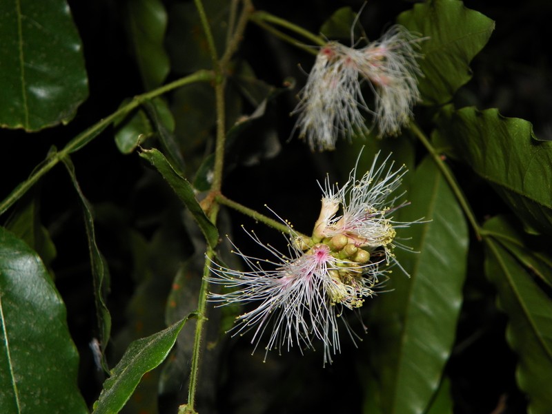 Inga flexuosa