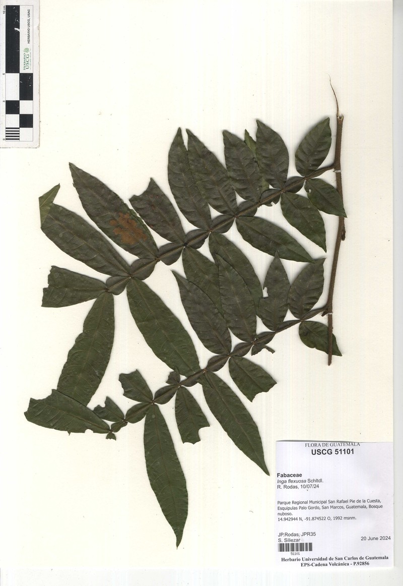 Inga flexuosa photo 2
