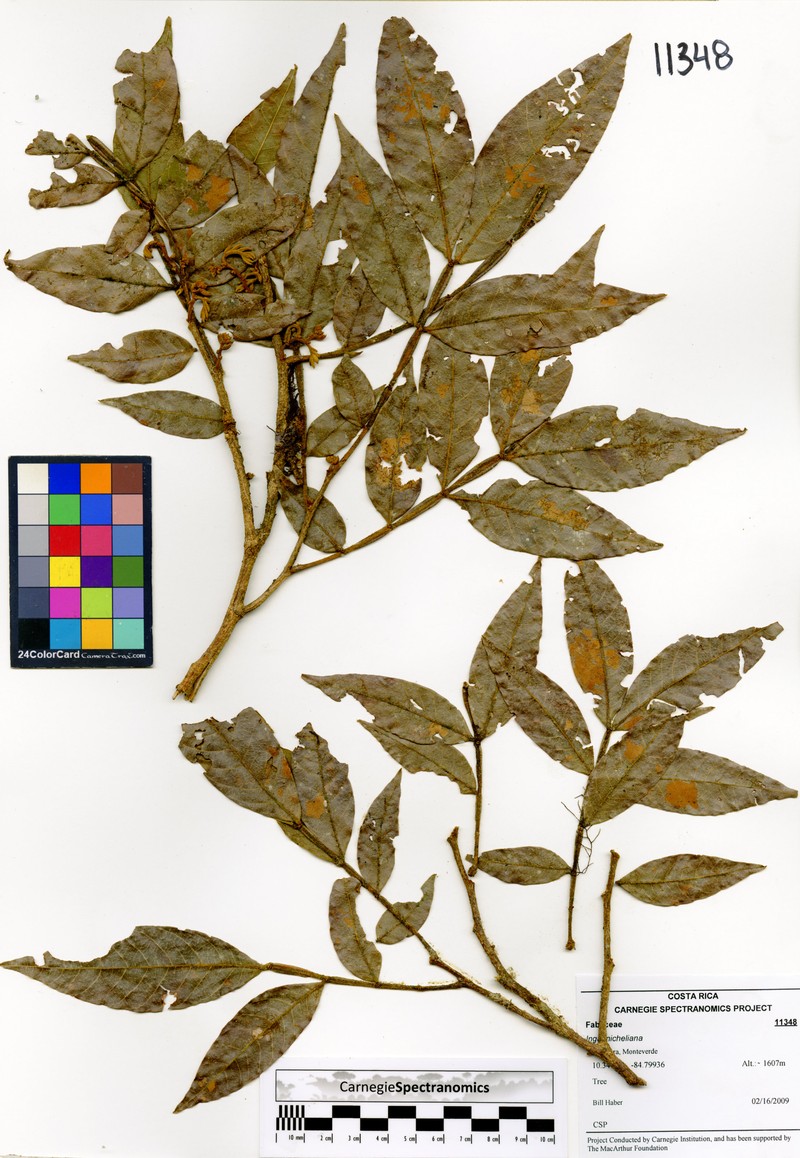 Inga flexuosa photo 3
