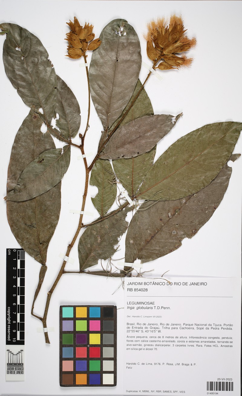 Inga globularis