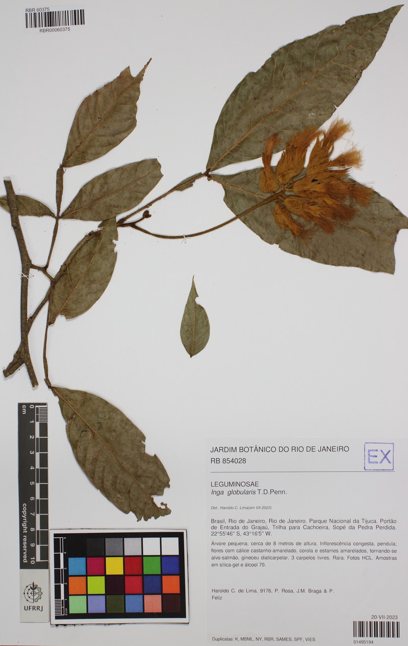 Inga globularis photo 2