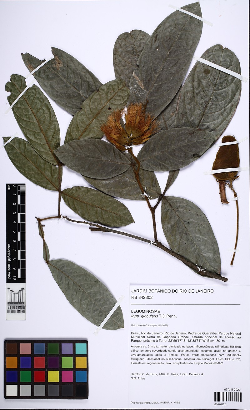 Inga globularis photo 3