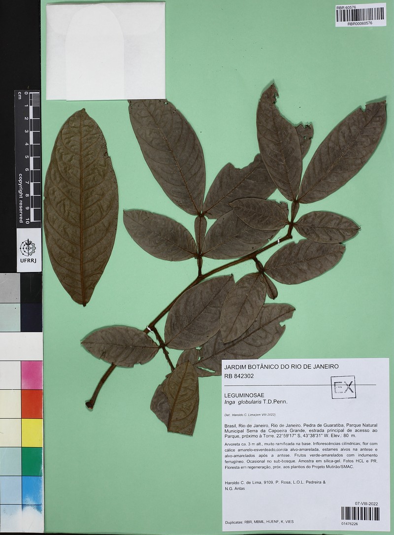 Inga globularis photo 4