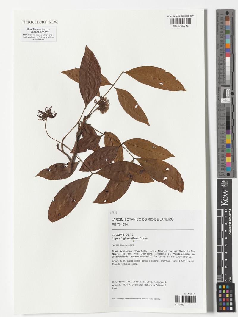 Inga glomeriflora