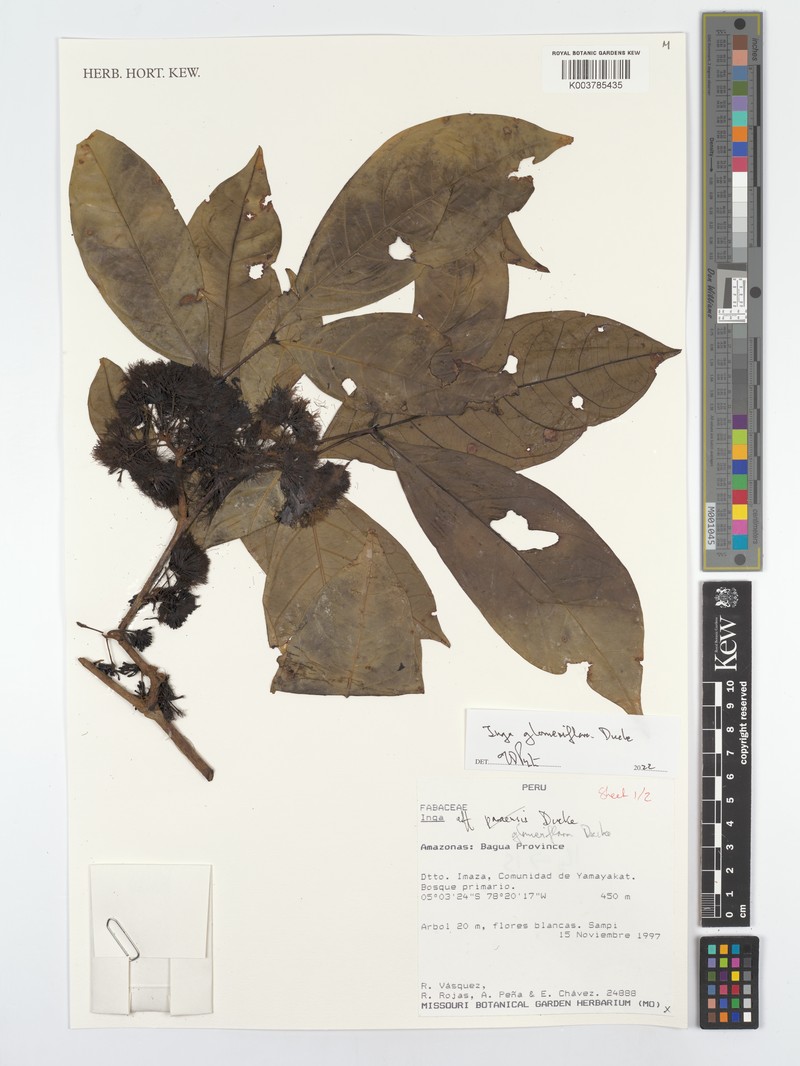Inga glomeriflora photo 2