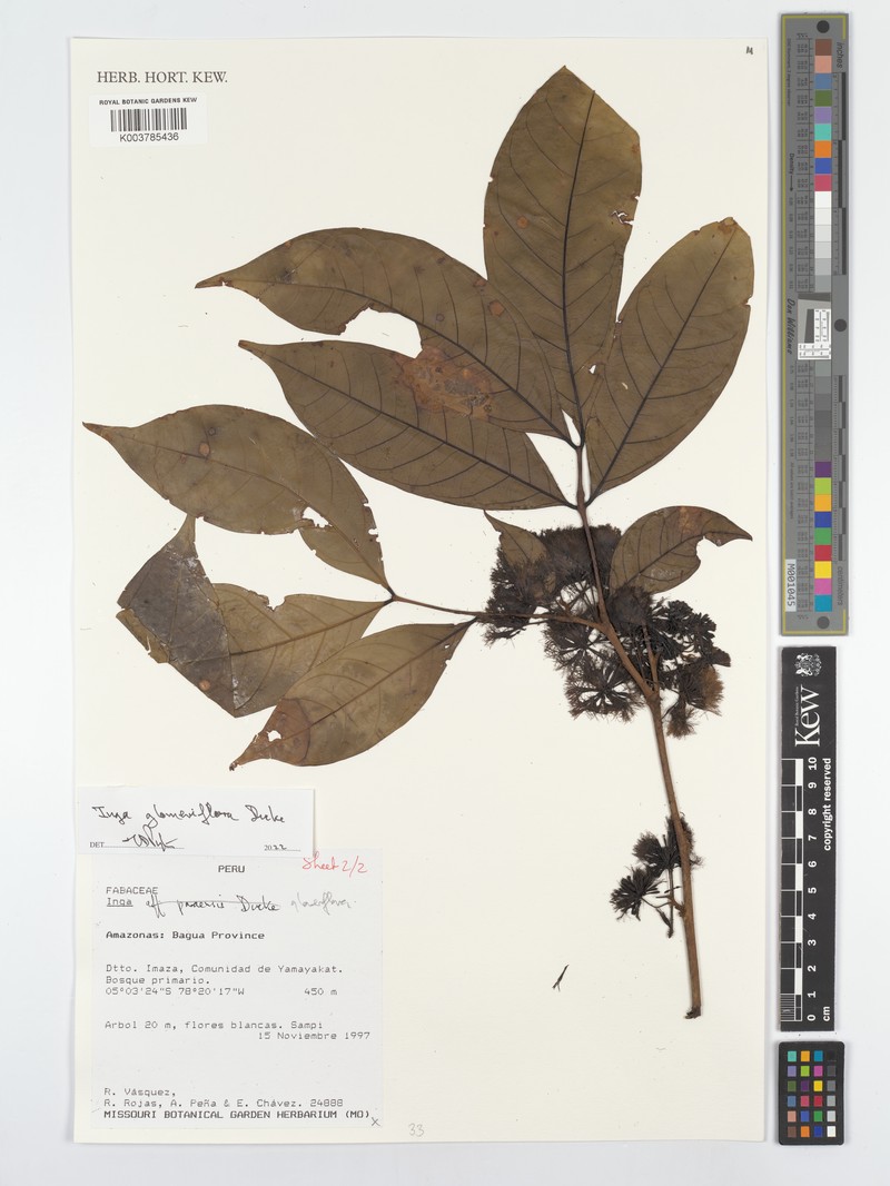 Inga glomeriflora photo 3