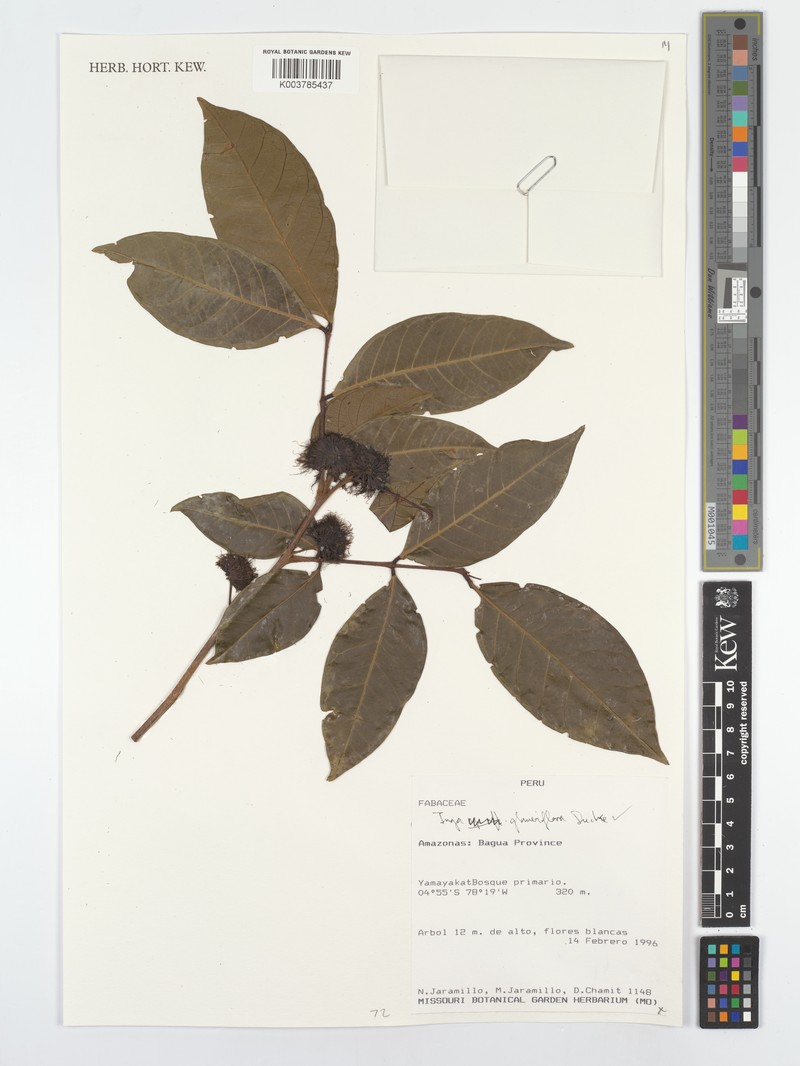 Inga glomeriflora photo 4