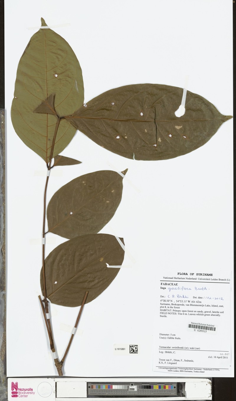 Inga graciliflora photo 3