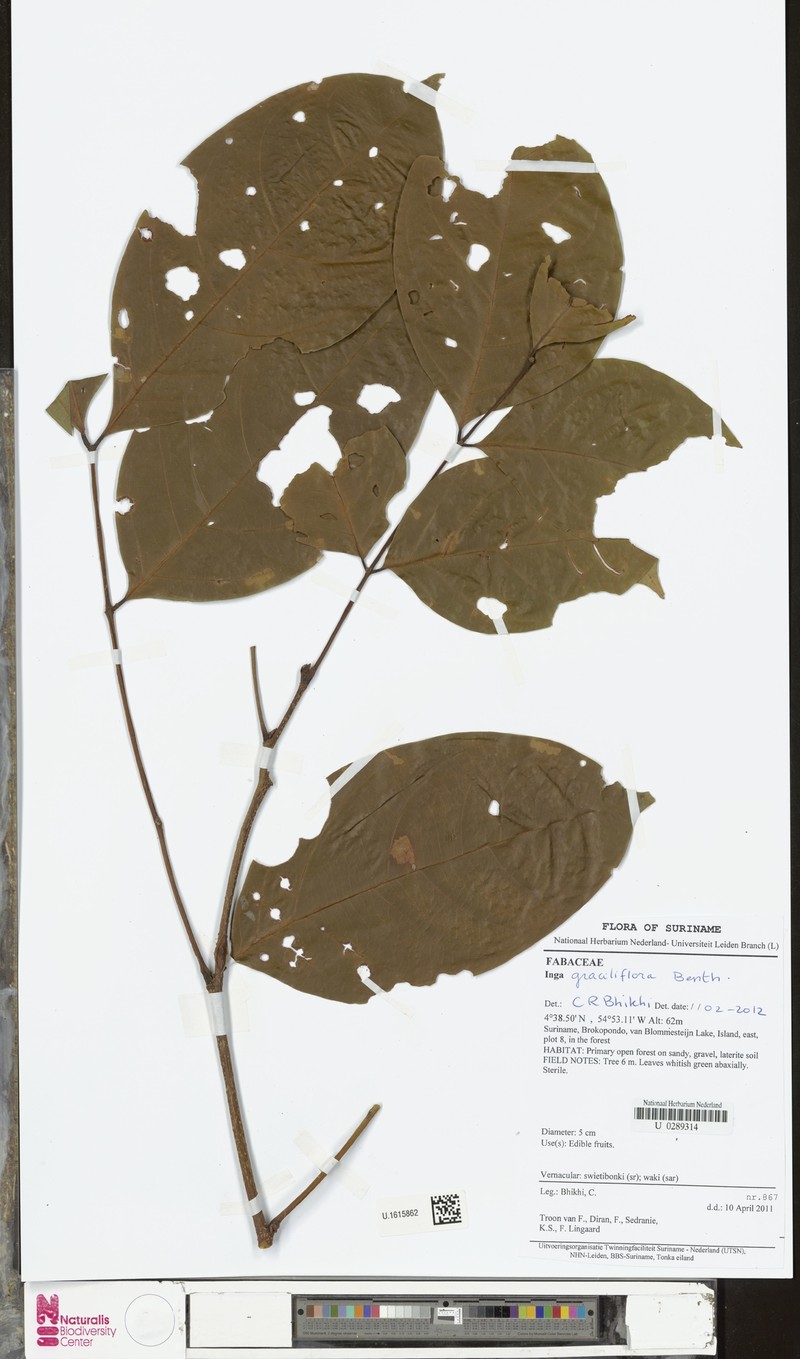 Inga graciliflora photo 4
