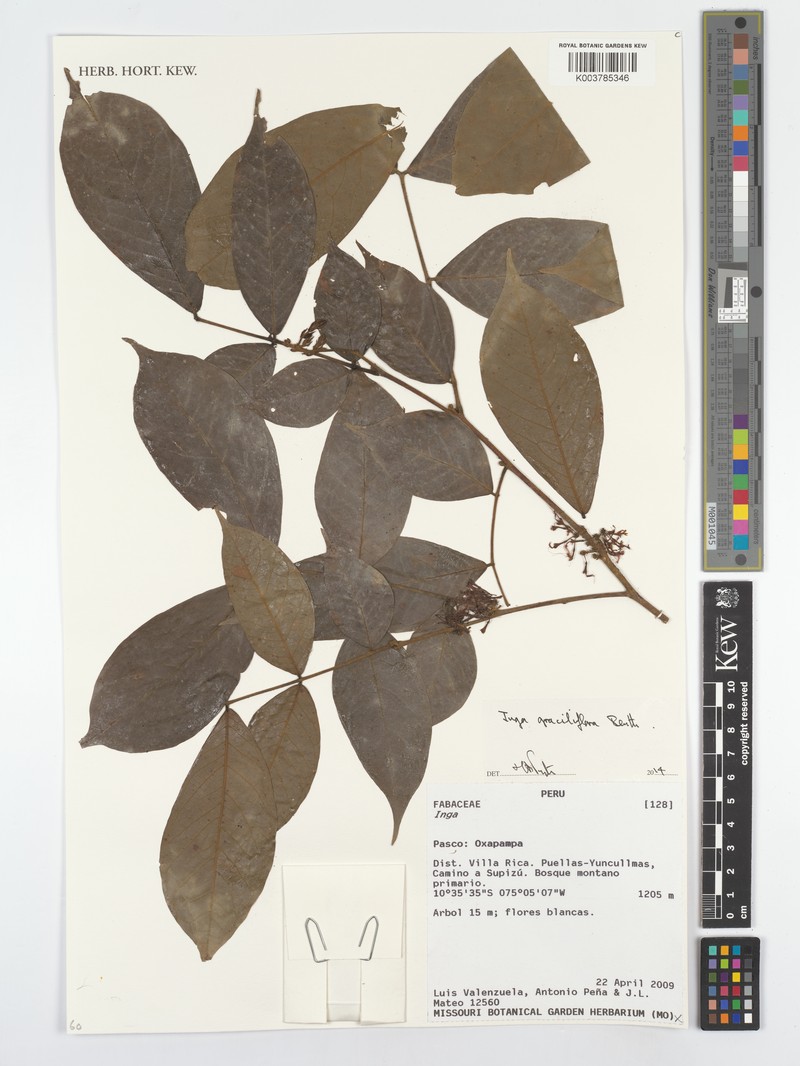 Inga graciliflora photo 5