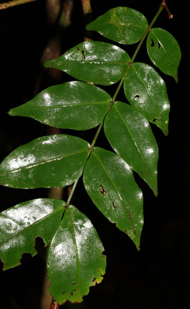 Inga gracilifolia