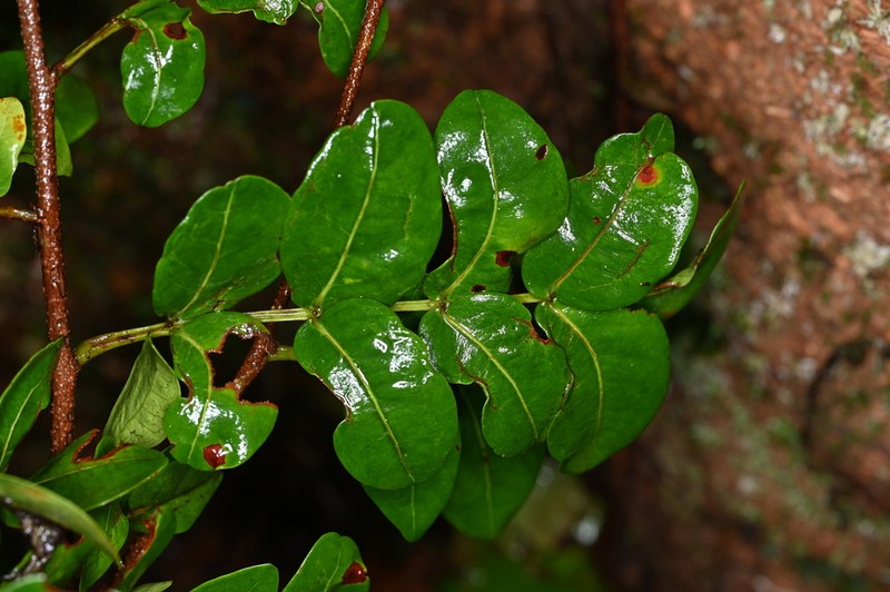 Inga gracilifolia photo 2