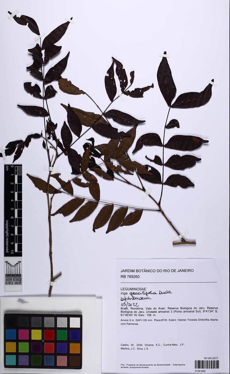 Inga gracilifolia photo 3