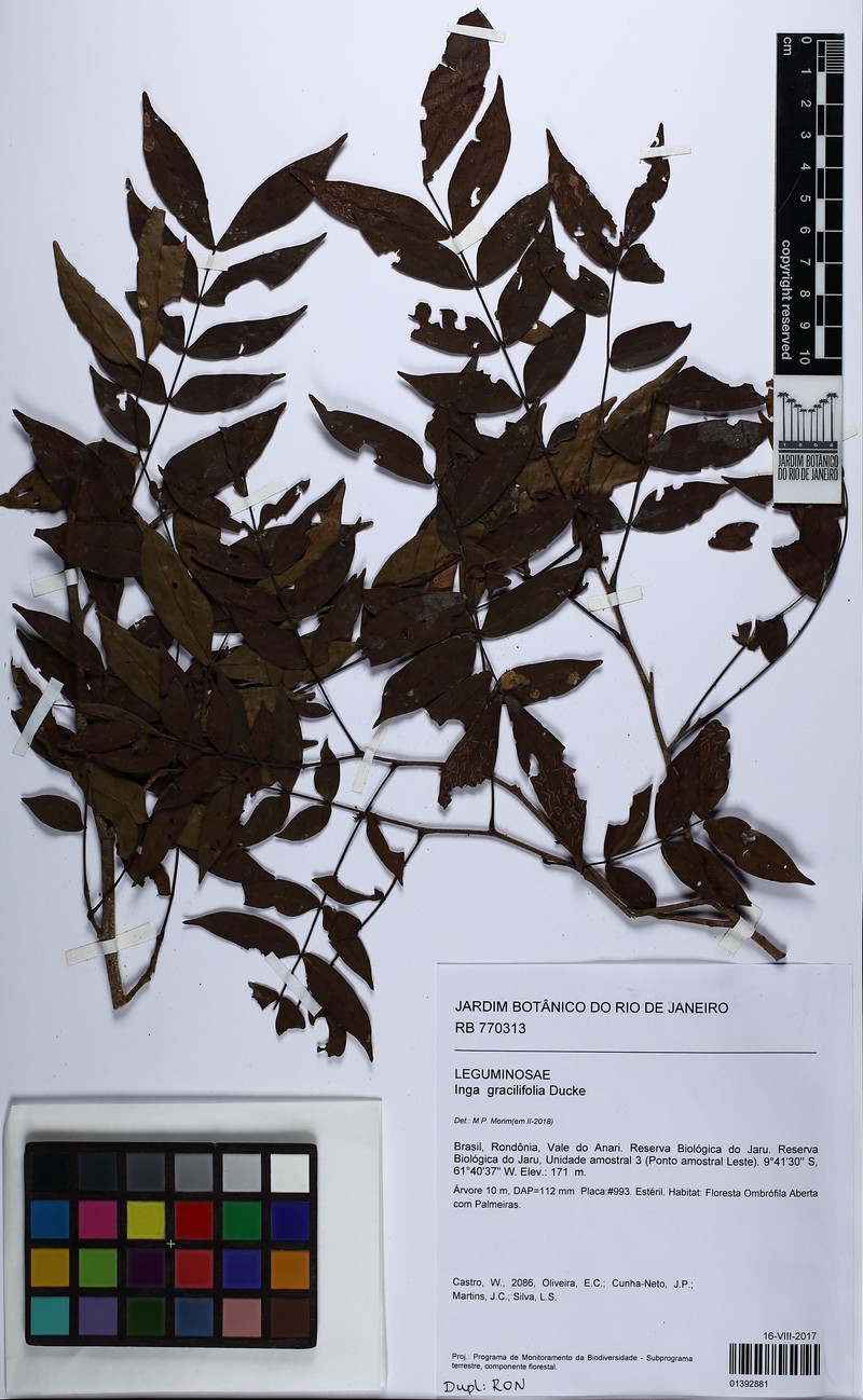 Inga gracilifolia photo 4