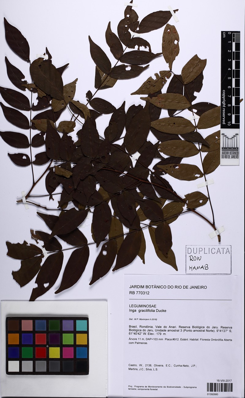 Inga gracilifolia photo 5
