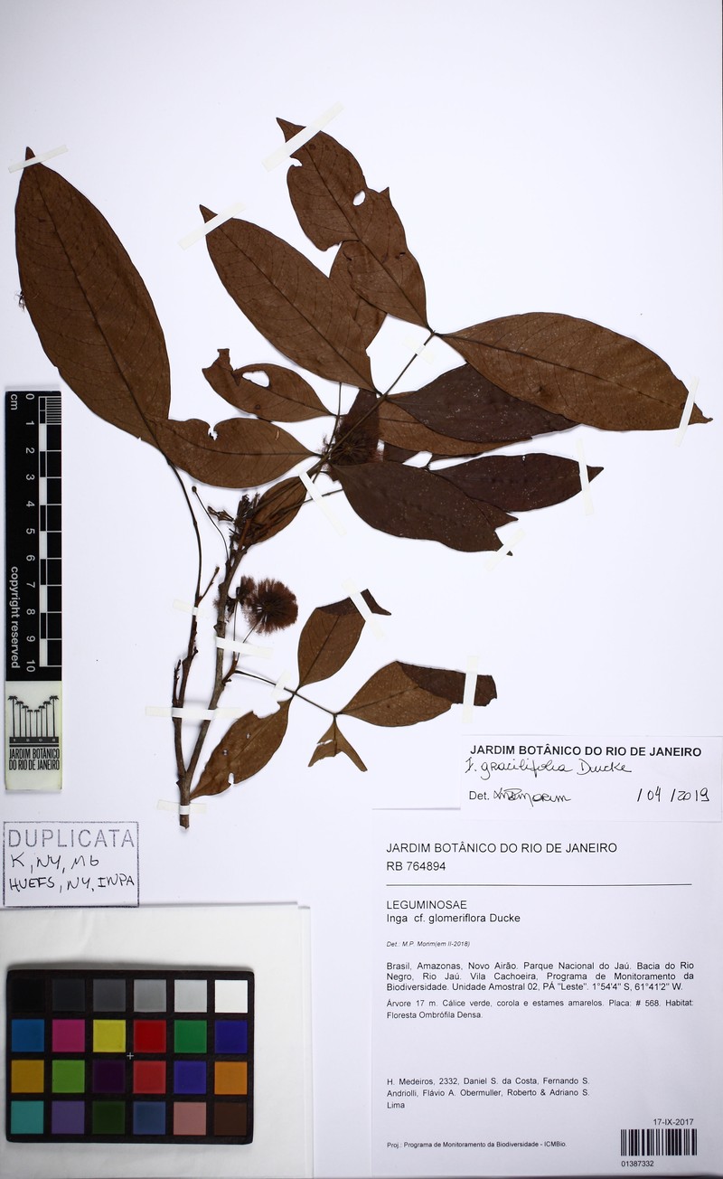 Inga gracilifolia photo 6