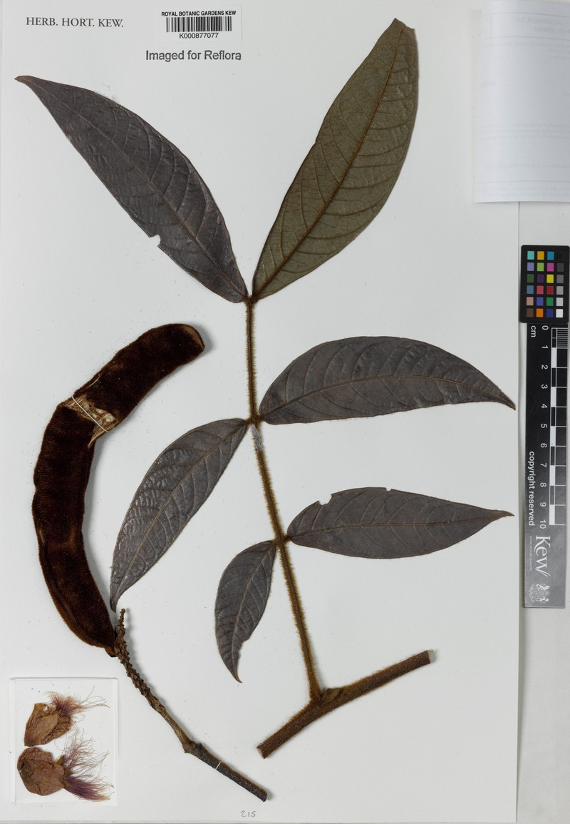 Inga grazielae