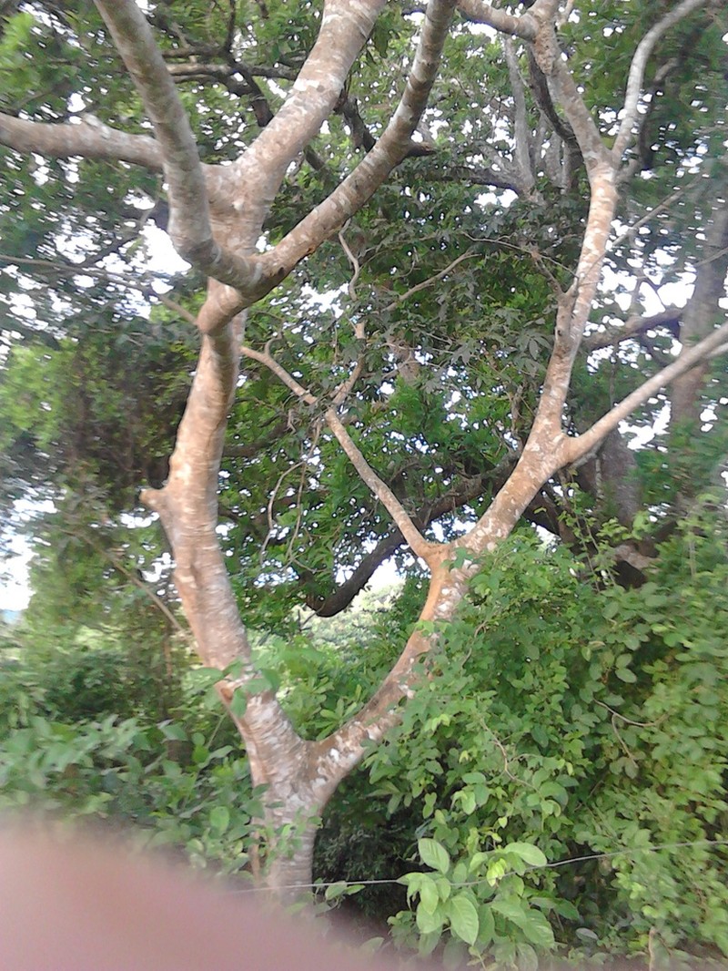 Inga hayesii