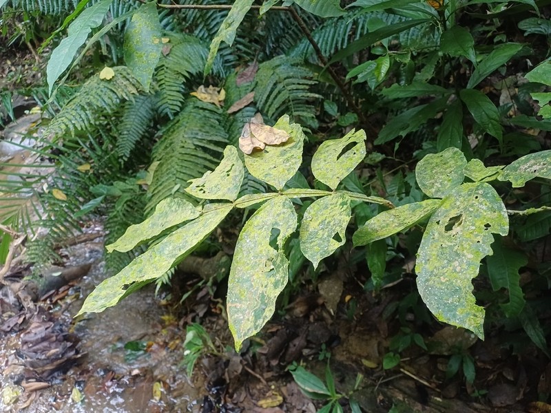 Inga hayesii photo 2
