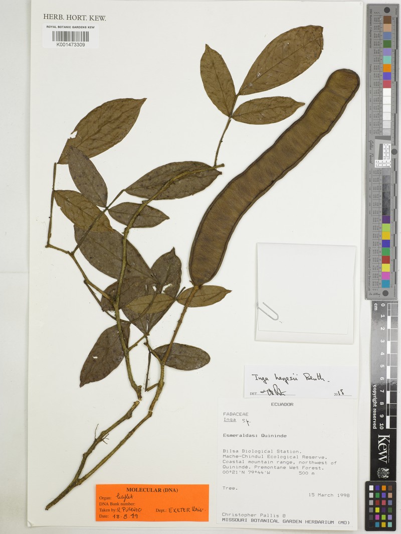 Inga hayesii photo 3