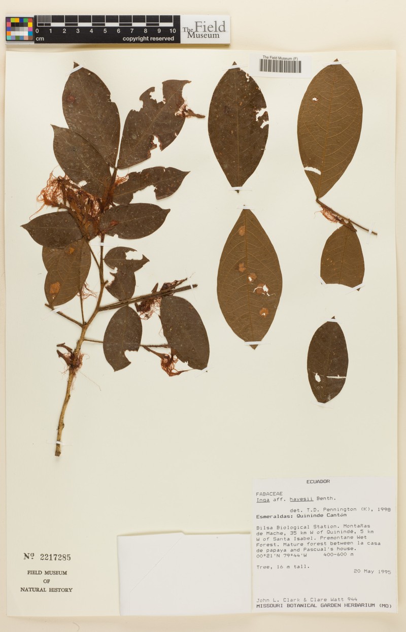Inga hayesii photo 4