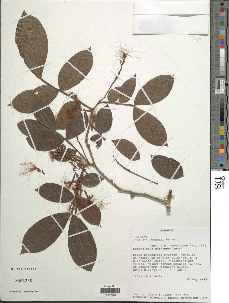 Inga hayesii photo 5