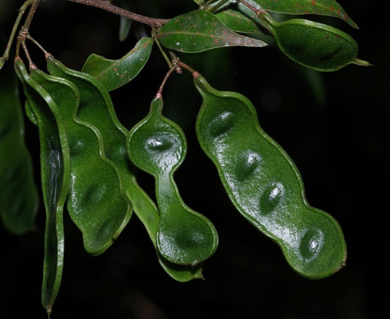 Inga heterophylla
