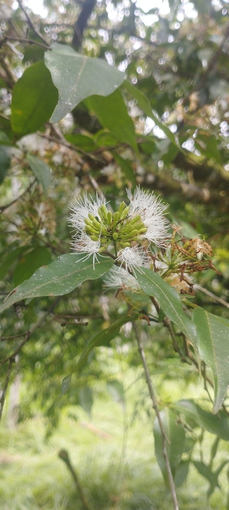 Inga heterophylla photo 2