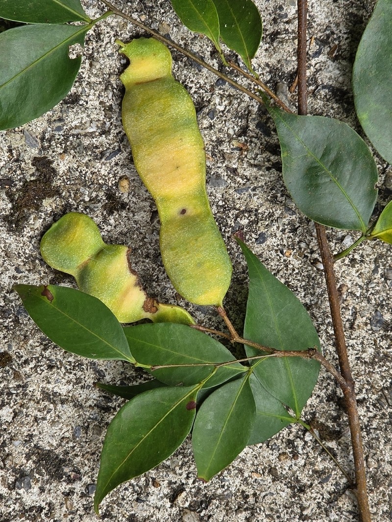 Inga heterophylla photo 3