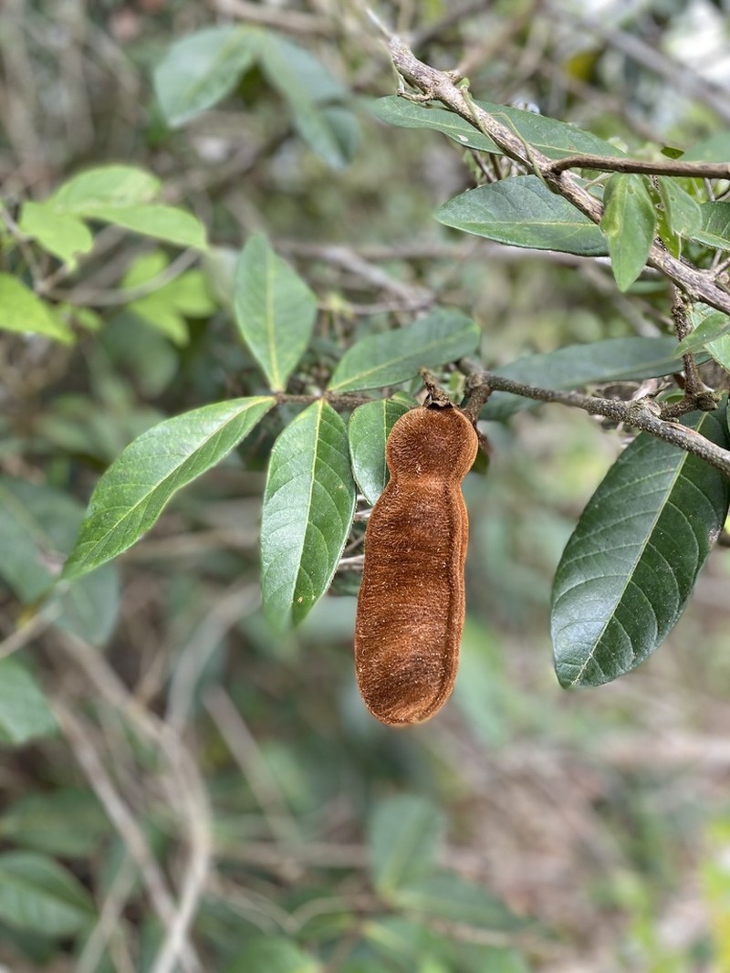 Inga hispida photo 4