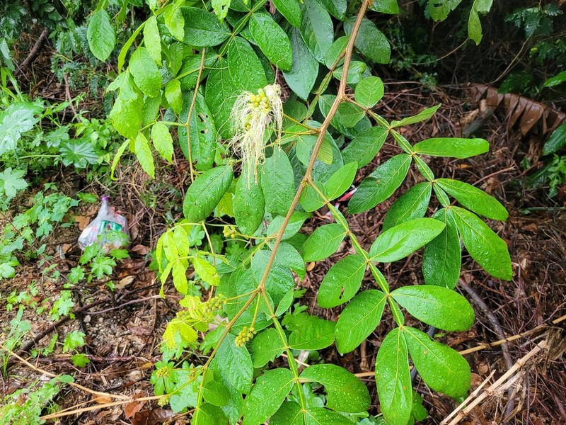 Icecream Bean photo 2