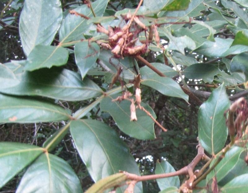 Icecream Bean photo 5
