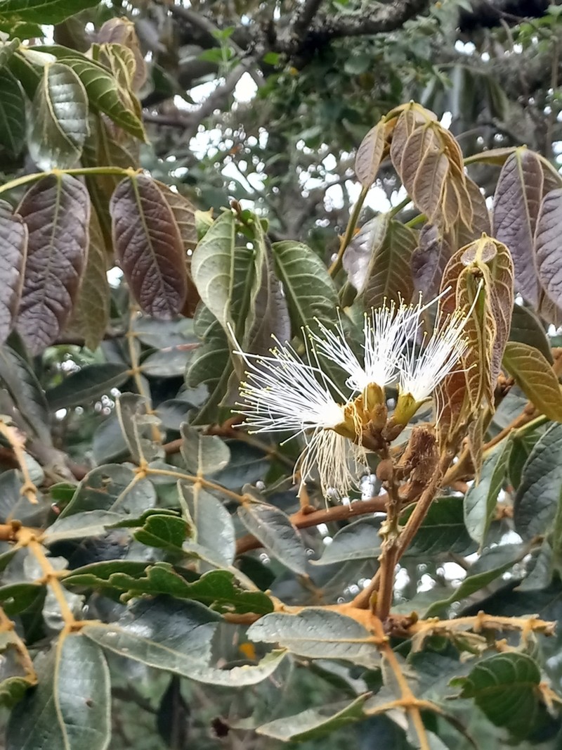 Inga insignis photo 2