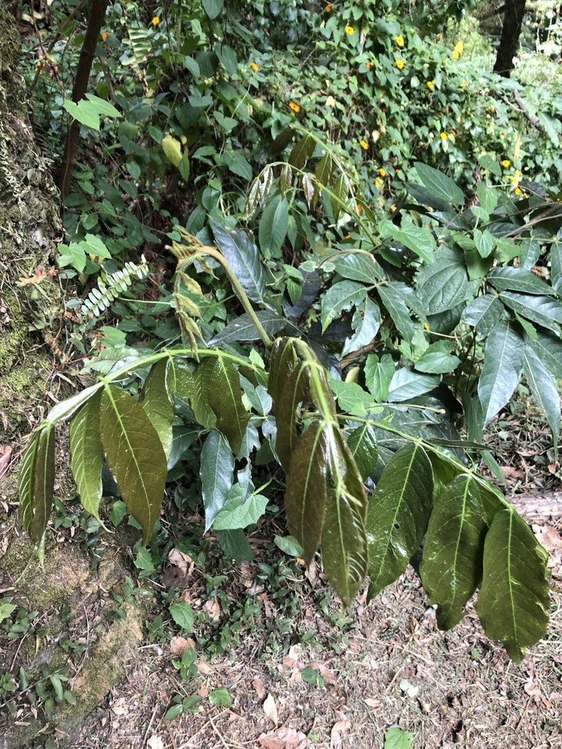Inga insignis photo 3
