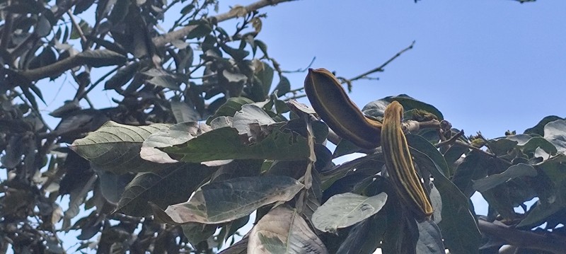 Inga insignis photo 4