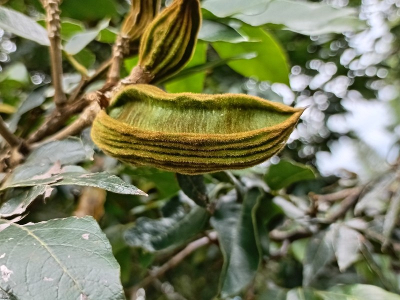Inga insignis photo 5
