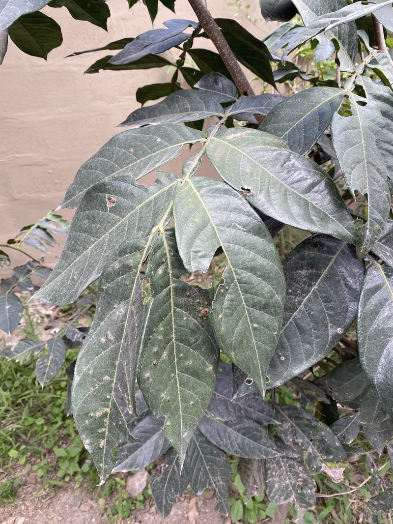 Inga insignis photo 6