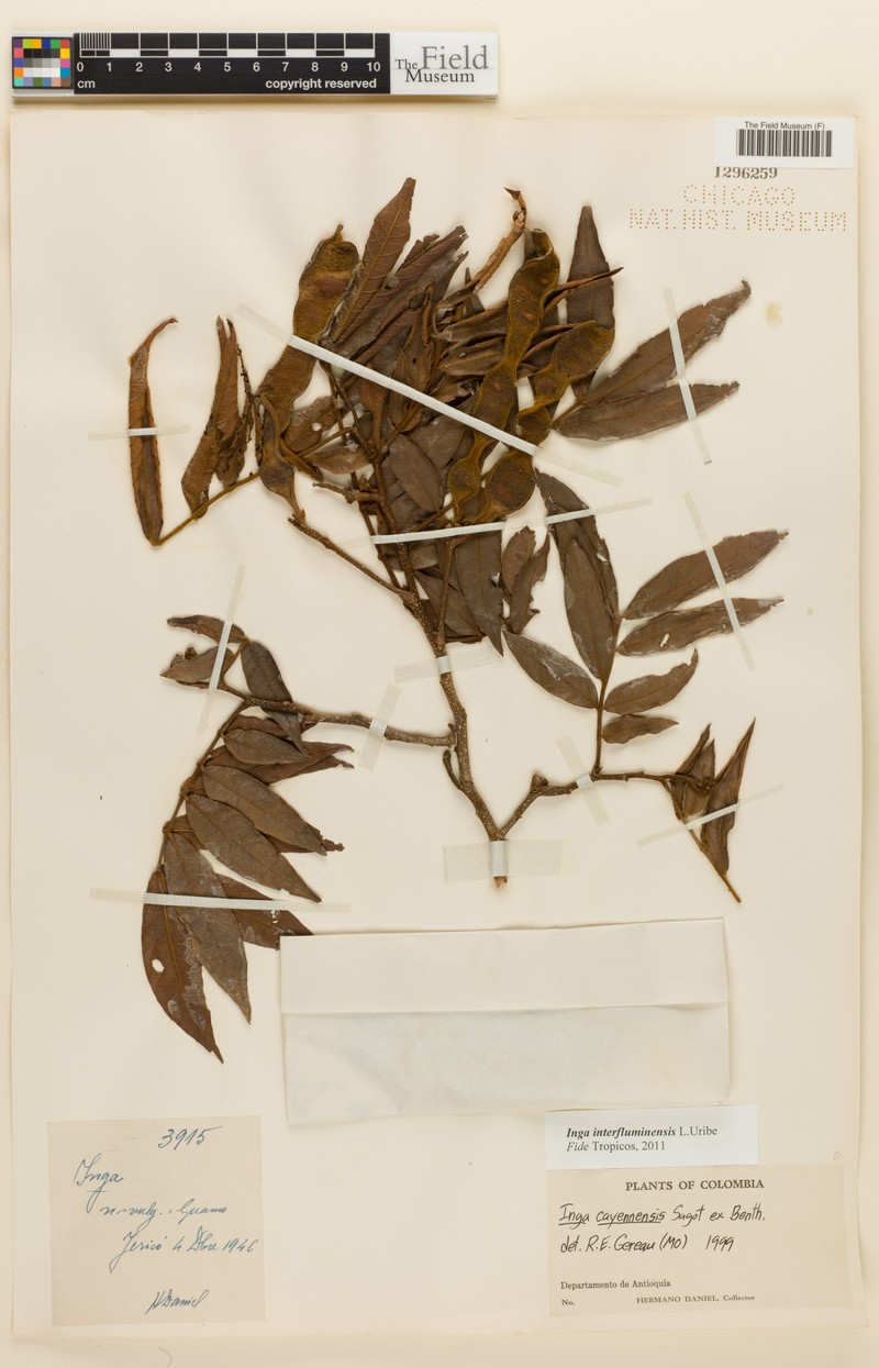 Inga interfluminensis