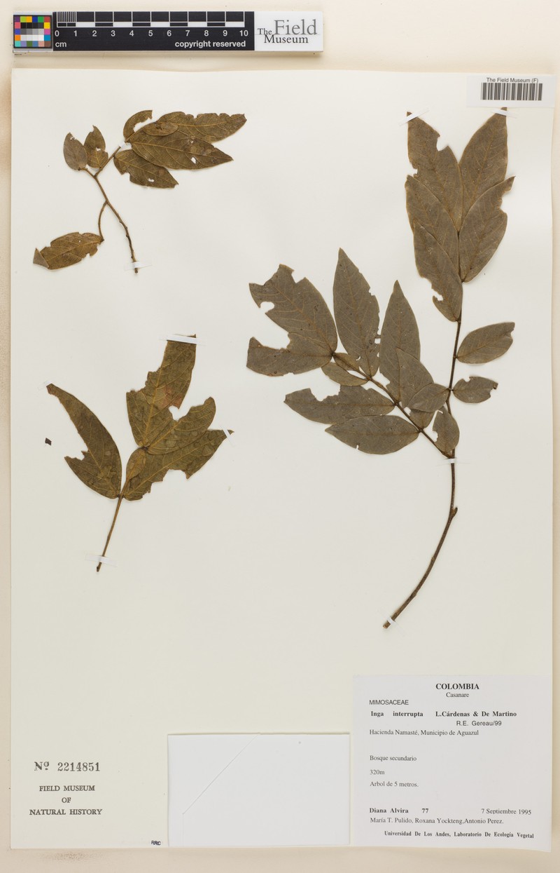 Inga interrupta