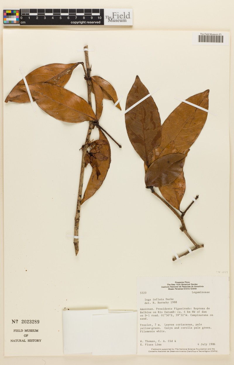 Inga interrupta photo 3