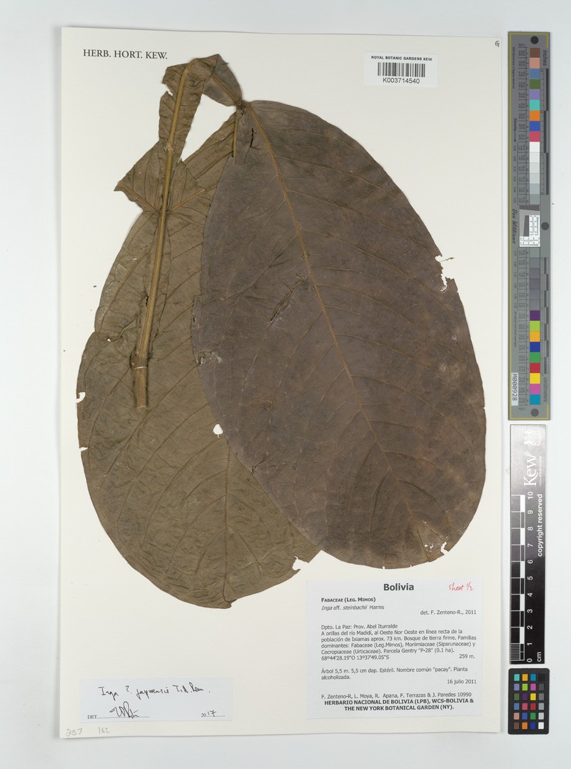 Inga japurensis